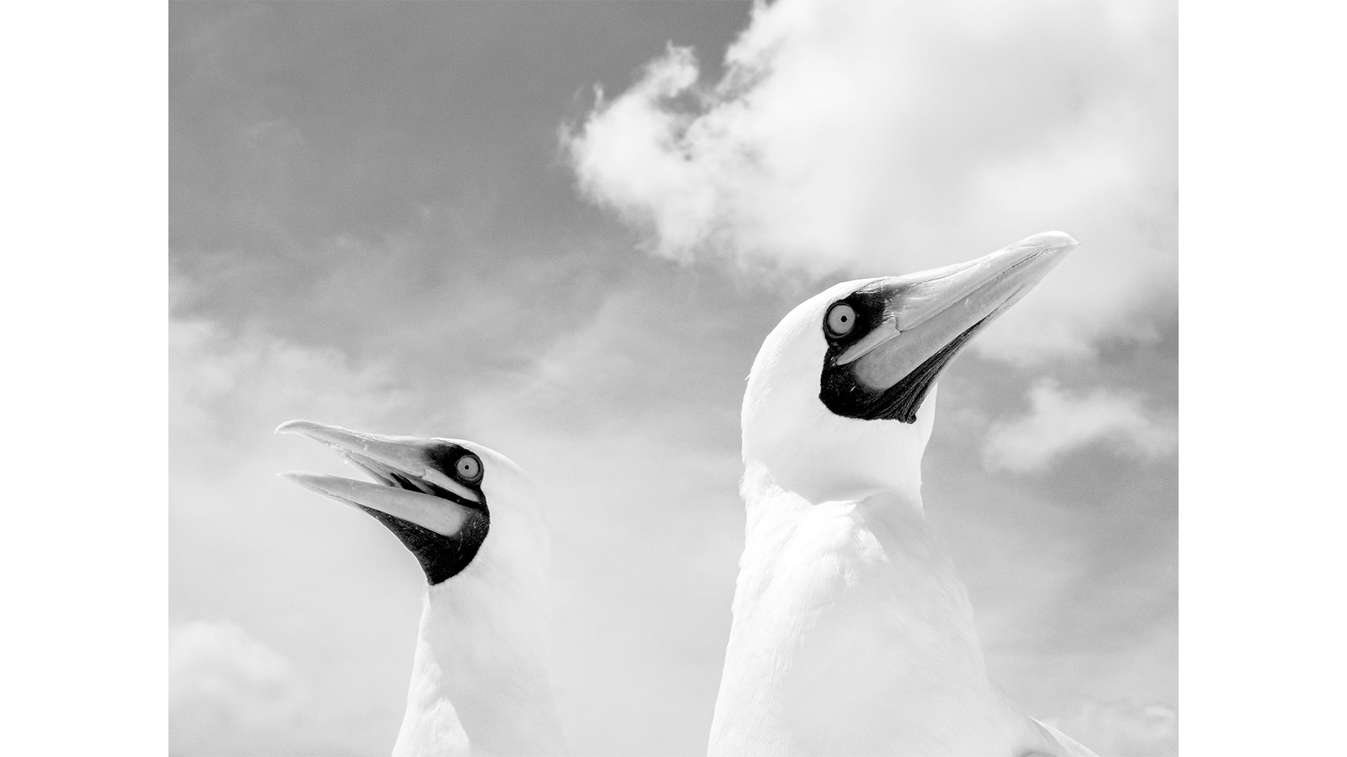 Albatros