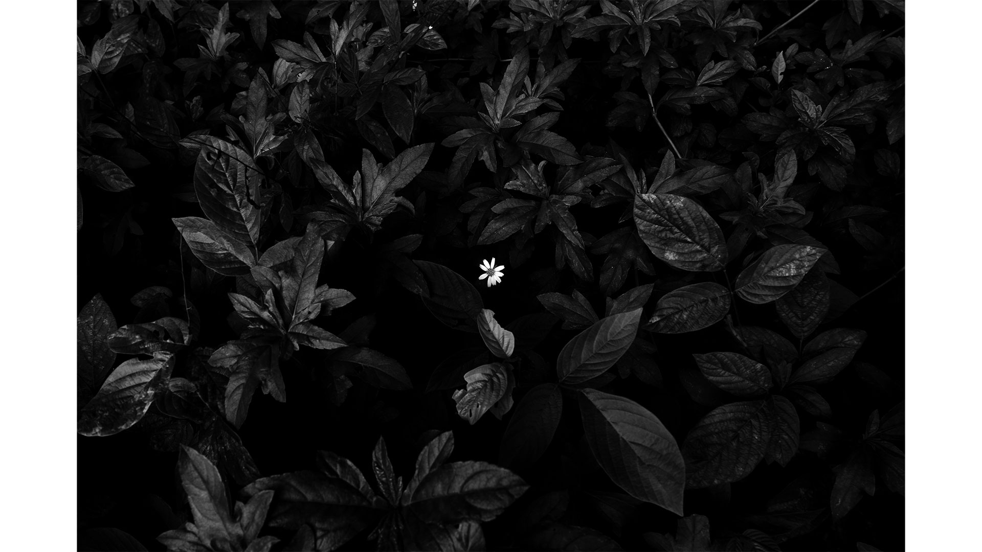 Flor-es-Ser